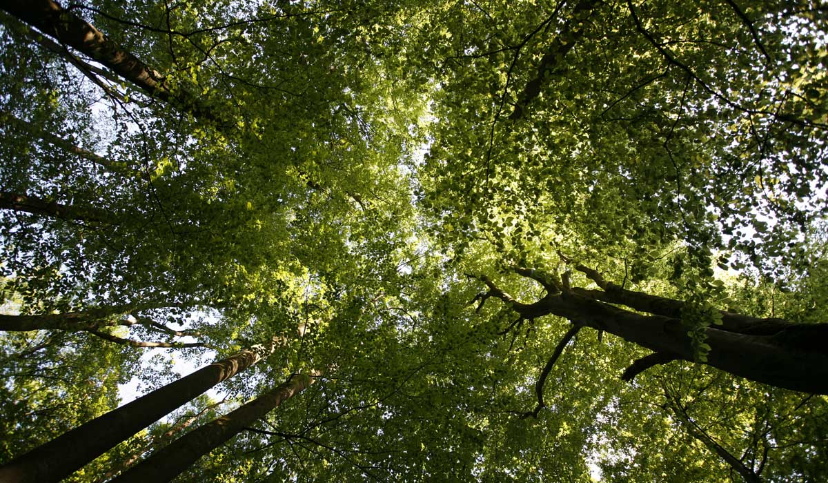 Natur pur im Steigerwald